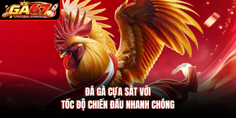 Đá gà cựa sắt với tốc độ chiến đấu nhanh chóng Đá gà cựa sắt với tốc độ chiến đấu nhanh chóng