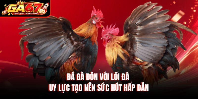 Đá gà đòn với lối đá uy lực tạo nên sức hút hấp dẫn Đá gà đòn với lối đá uy lực tạo nên sức hút hấp dẫn