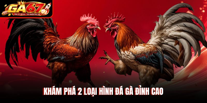 Khám phá 2 loại hình đá gà đỉnh cao Khám phá 2 loại hình đá gà đỉnh cao