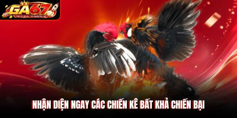 Nhận diện ngay các chiến kê bất khả chiến bại Nhận diện ngay các chiến kê bất khả chiến bại