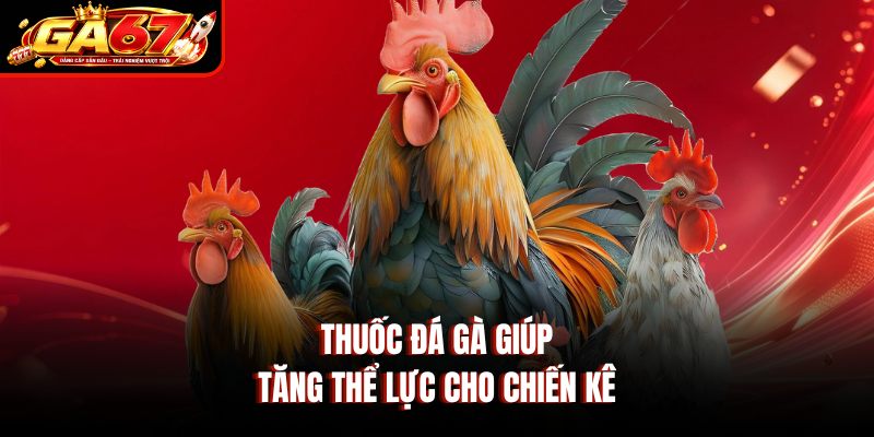 Thuốc đá gà giúp tăng thể lực cho chiến kê Thuốc đá gà giúp tăng thể lực cho chiến kê