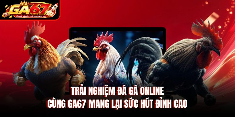 Trải nghiệm đá gà online cùng GA67 mang lại sức hút đỉnh cao Trải nghiệm đá gà online cùng GA67 mang lại sức hút đỉnh cao