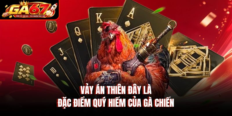 Vảy án thiên đây là đặc điểm quý hiếm của gà chiến Vảy án thiên đây là đặc điểm quý hiếm của gà chiến